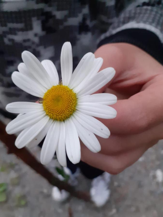 Appartamento Signorile Con Giardino Aosta Buitenkant foto