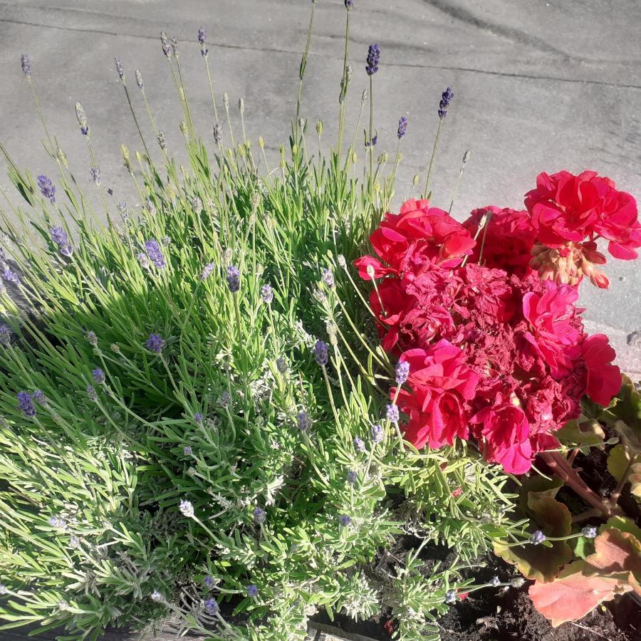 Appartamento Signorile Con Giardino Aosta Buitenkant foto